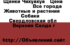 Щенки Чихуахуа › Цена ­ 12000-15000 - Все города Животные и растения » Собаки   . Свердловская обл.,Верхняя Салда г.